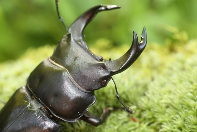 仕事帰りのクワガタファクトリー