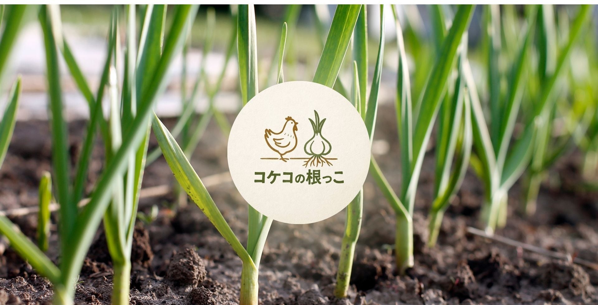 コケコの根っこ