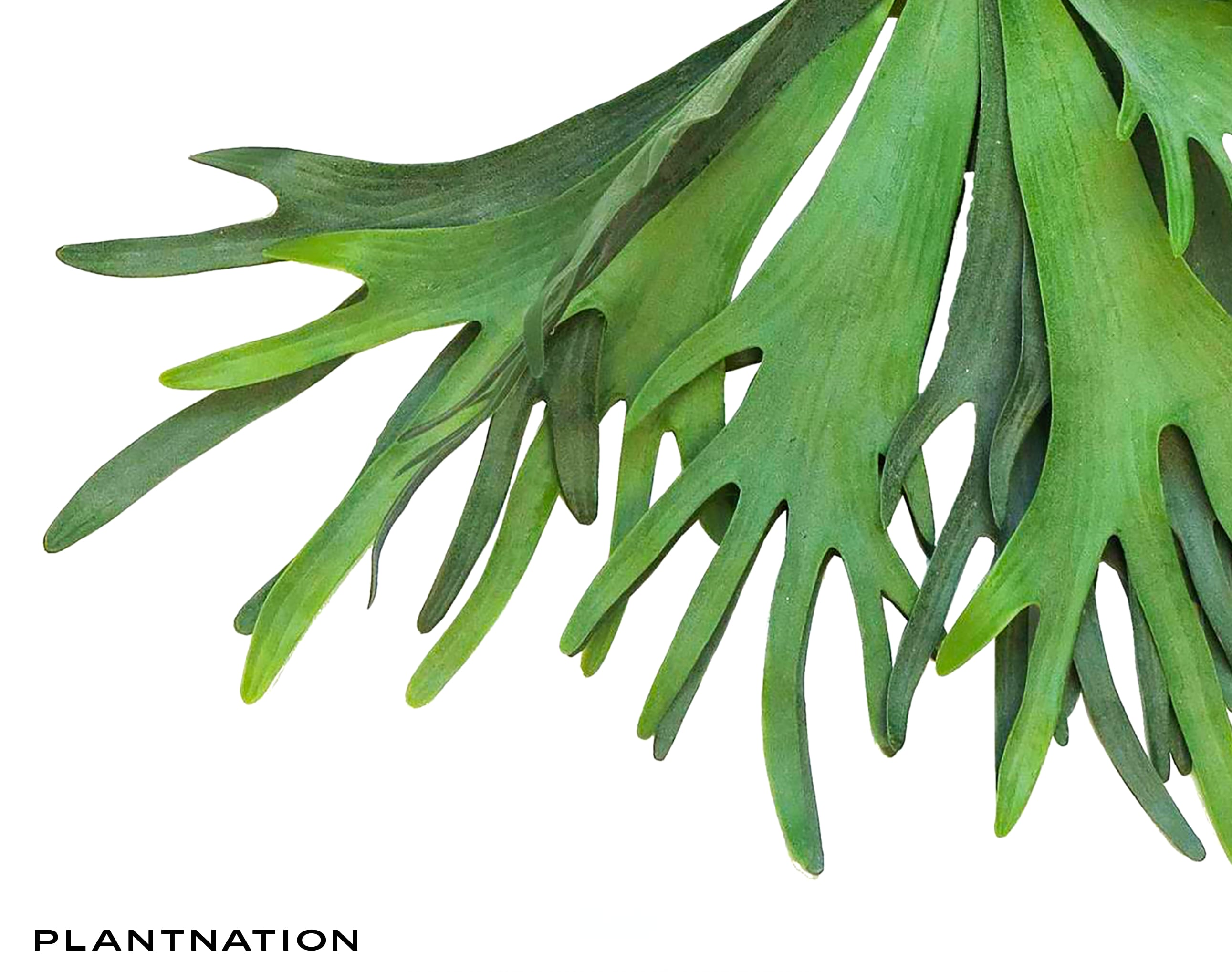 PLANTNATION