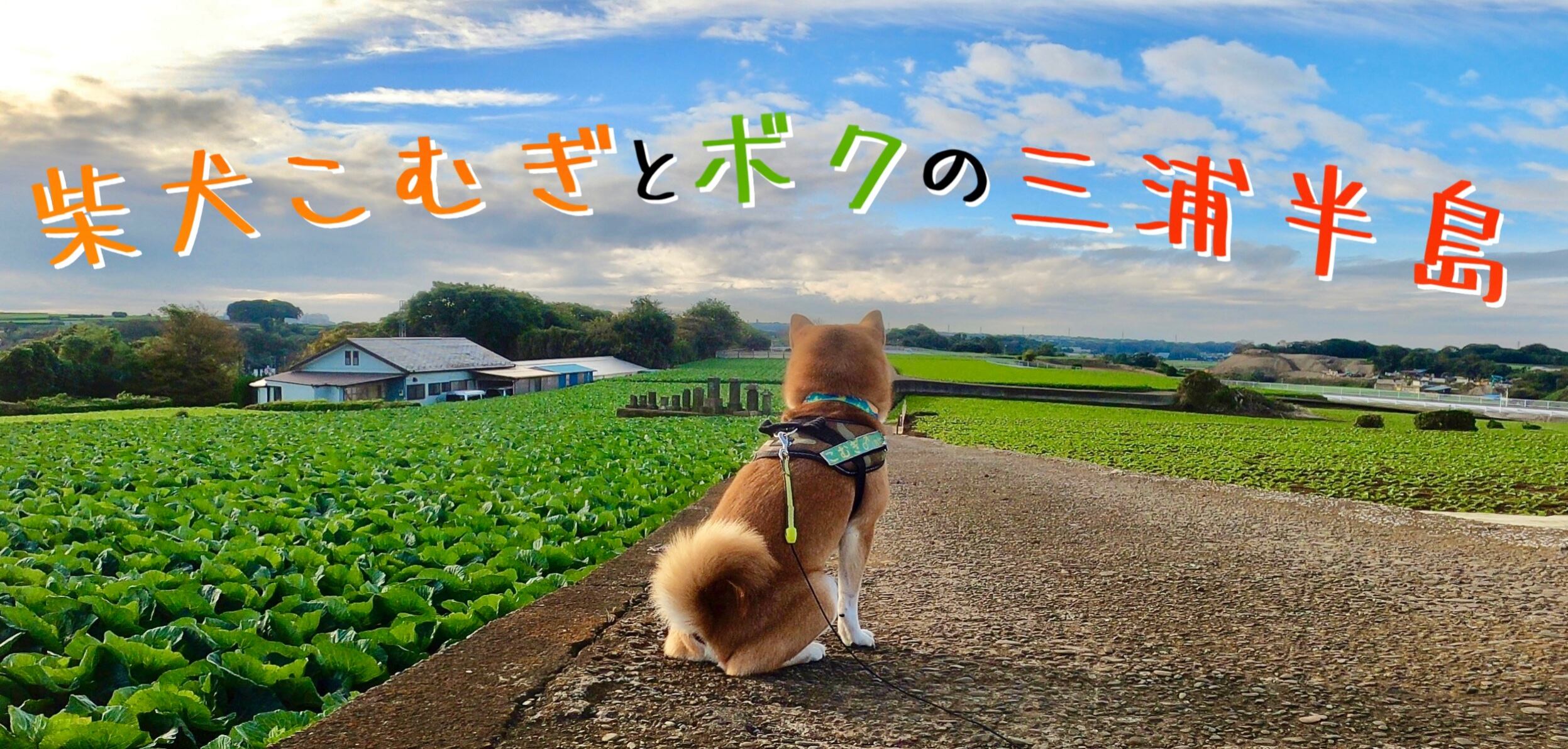 柴犬こむぎとボクの三浦半島
