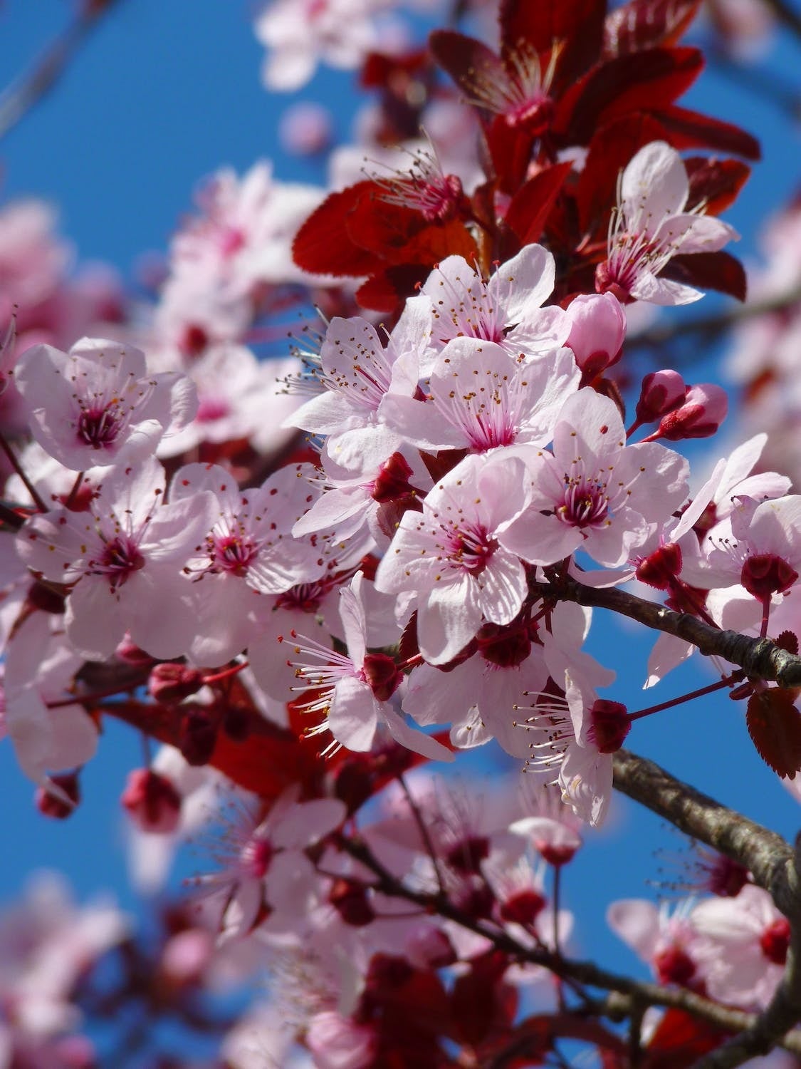 cherryblosom