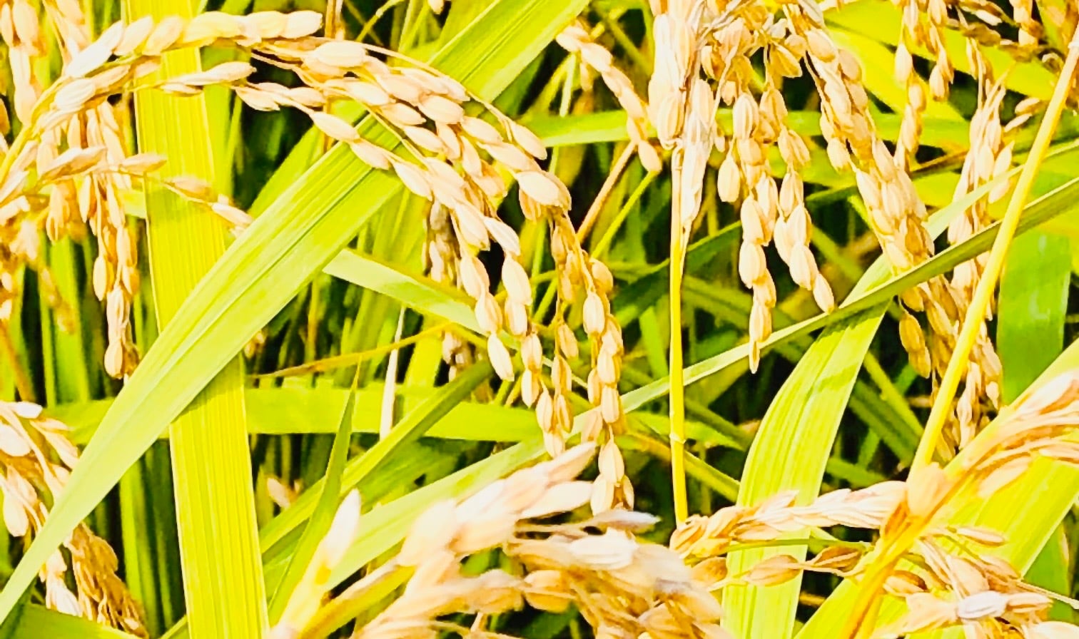 農家のお米 YAMASATO