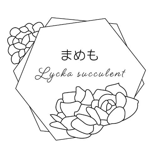 まめも Lycka succulent 