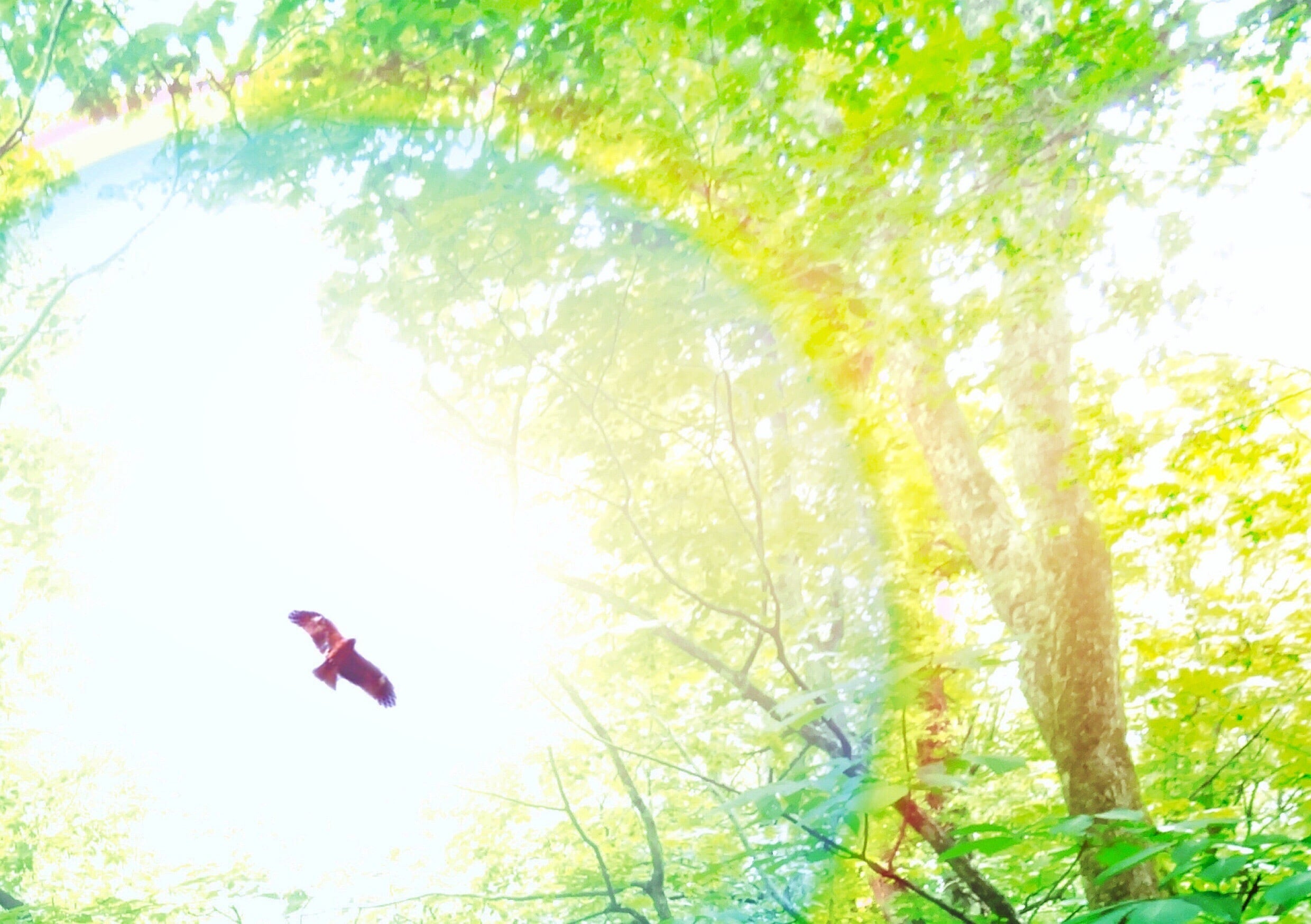 Utakazoku music shop