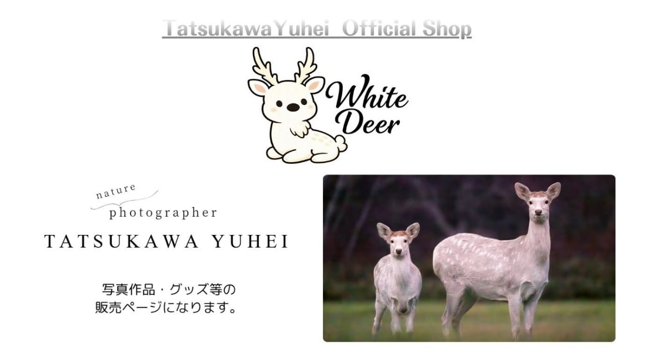 White Deer
