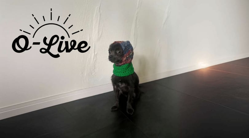 O-Live(オーライブ)