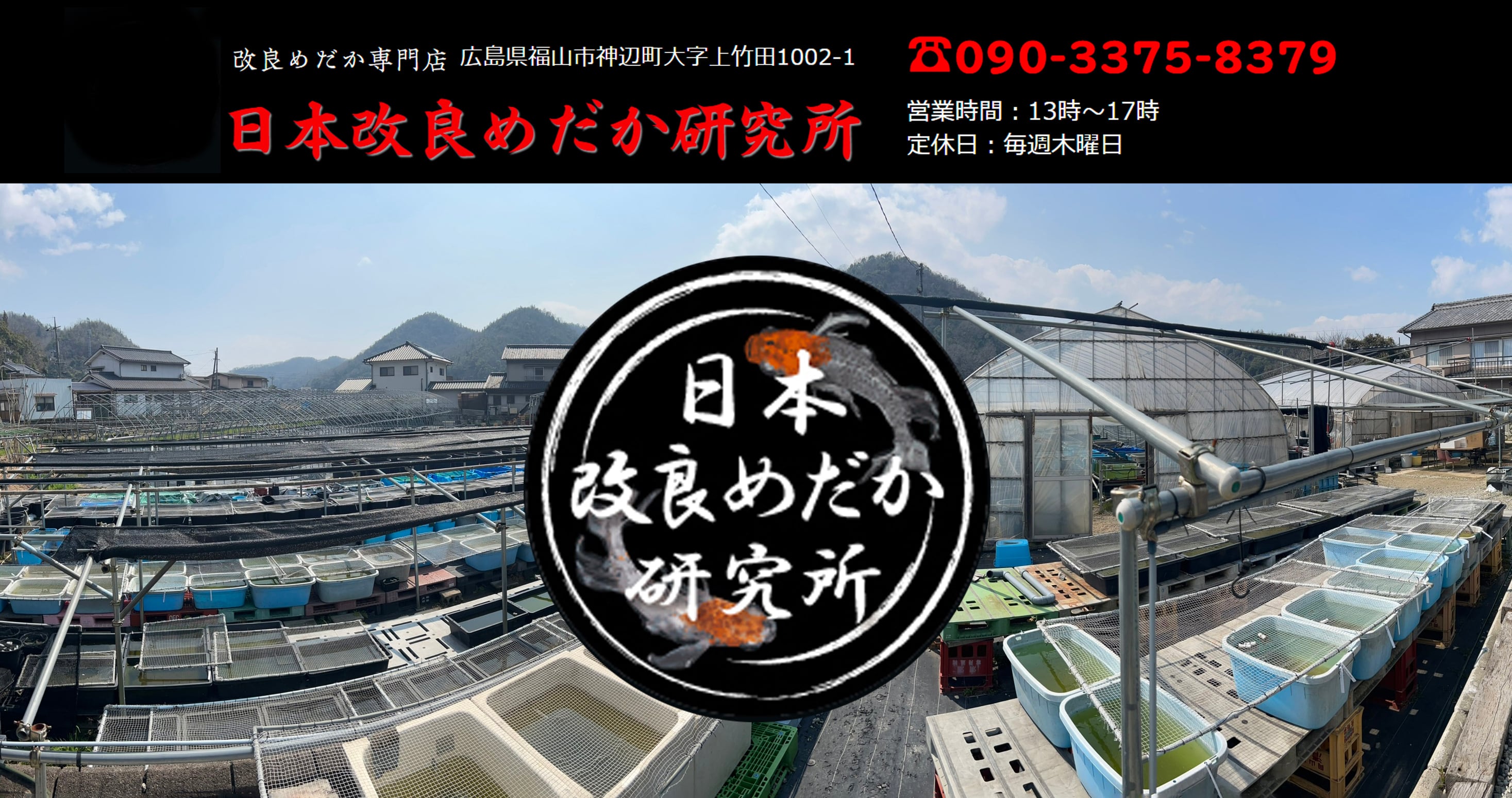 日本改良めだか研究所
