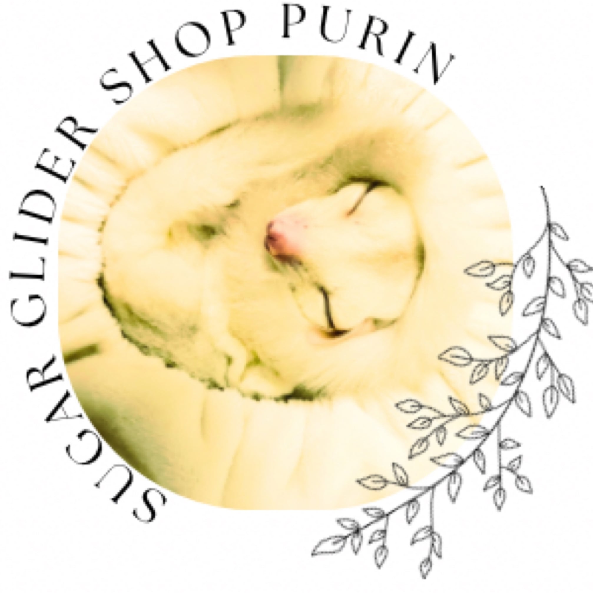 sugar  glider SHOP プリン