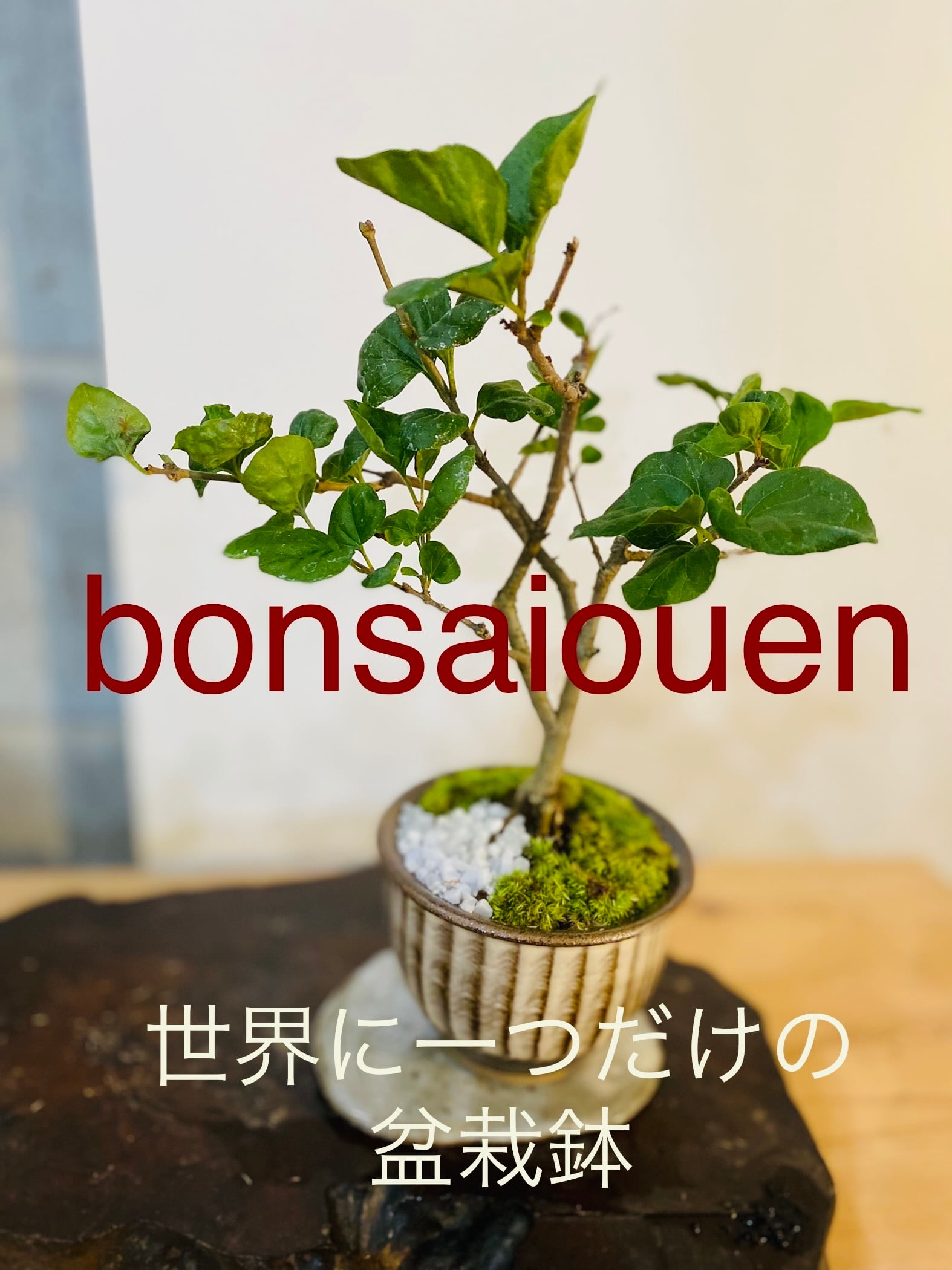 bonsaiouen