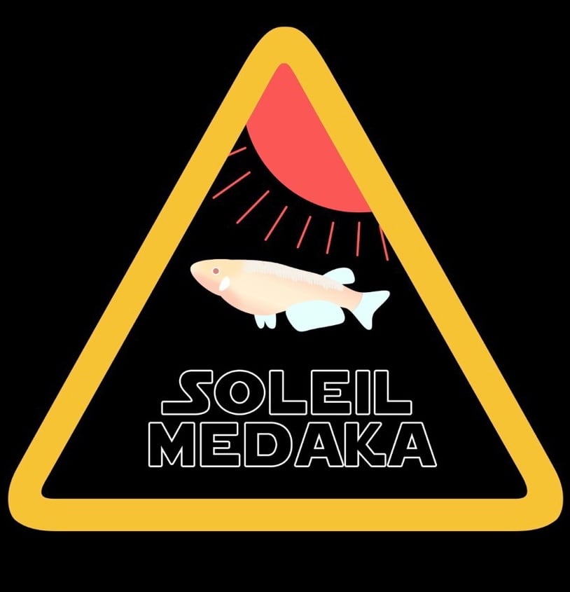 SOLEIL  MEDAKA