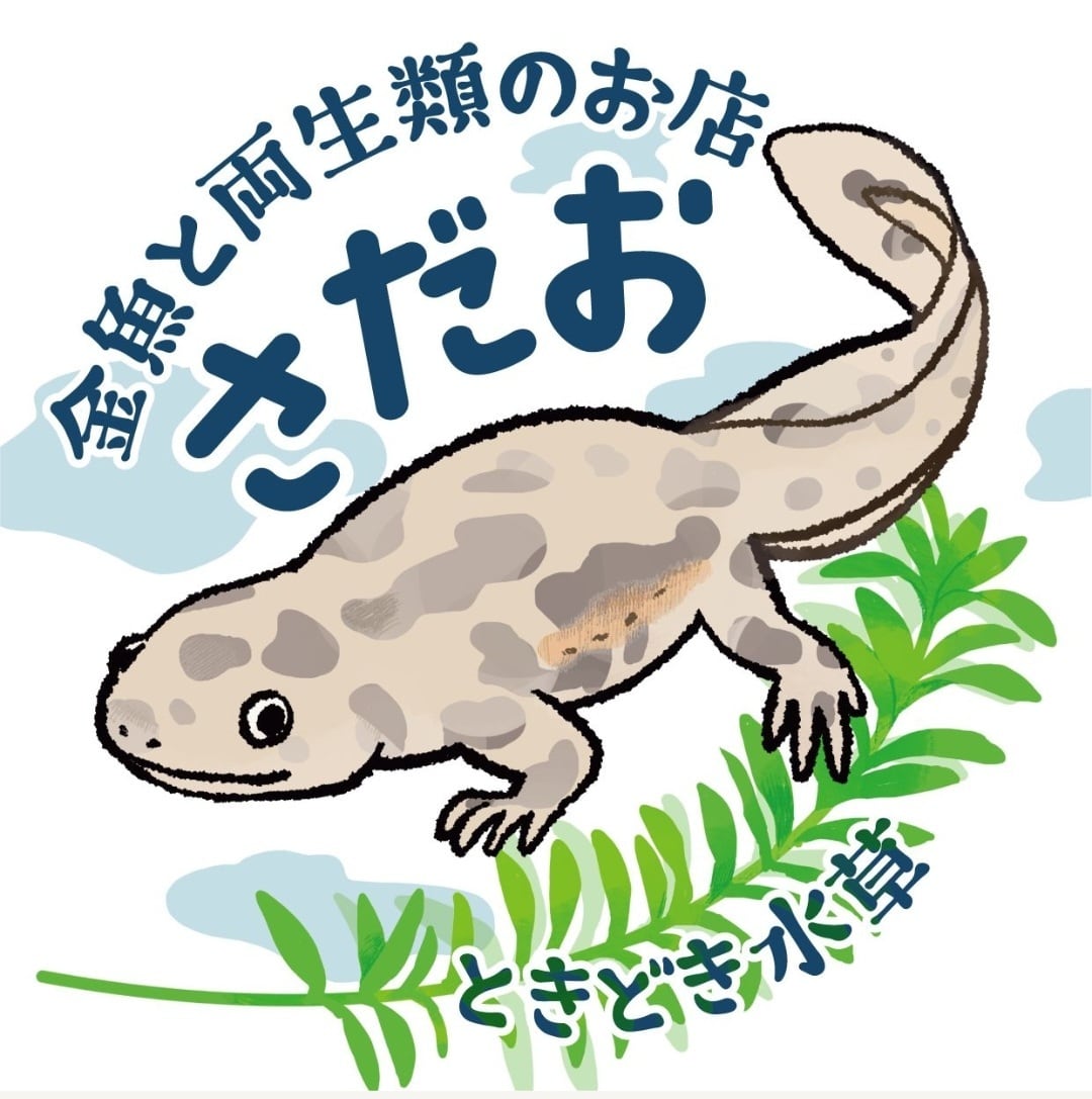 金魚と両生類のお店 さだお