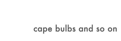 FUNNY FACE - ケープバルブや珍奇植物の通販・販売
