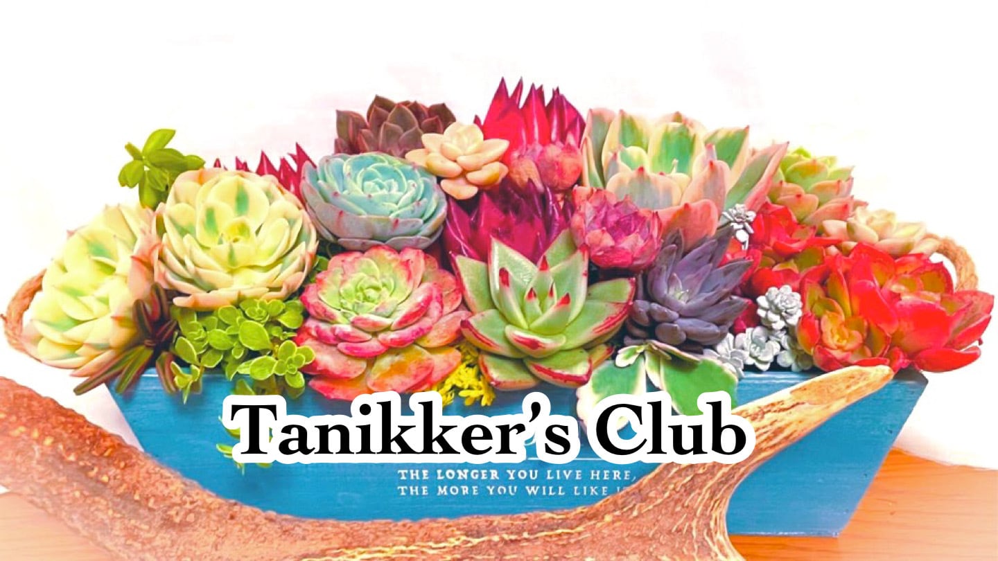 Tanikker’s Club