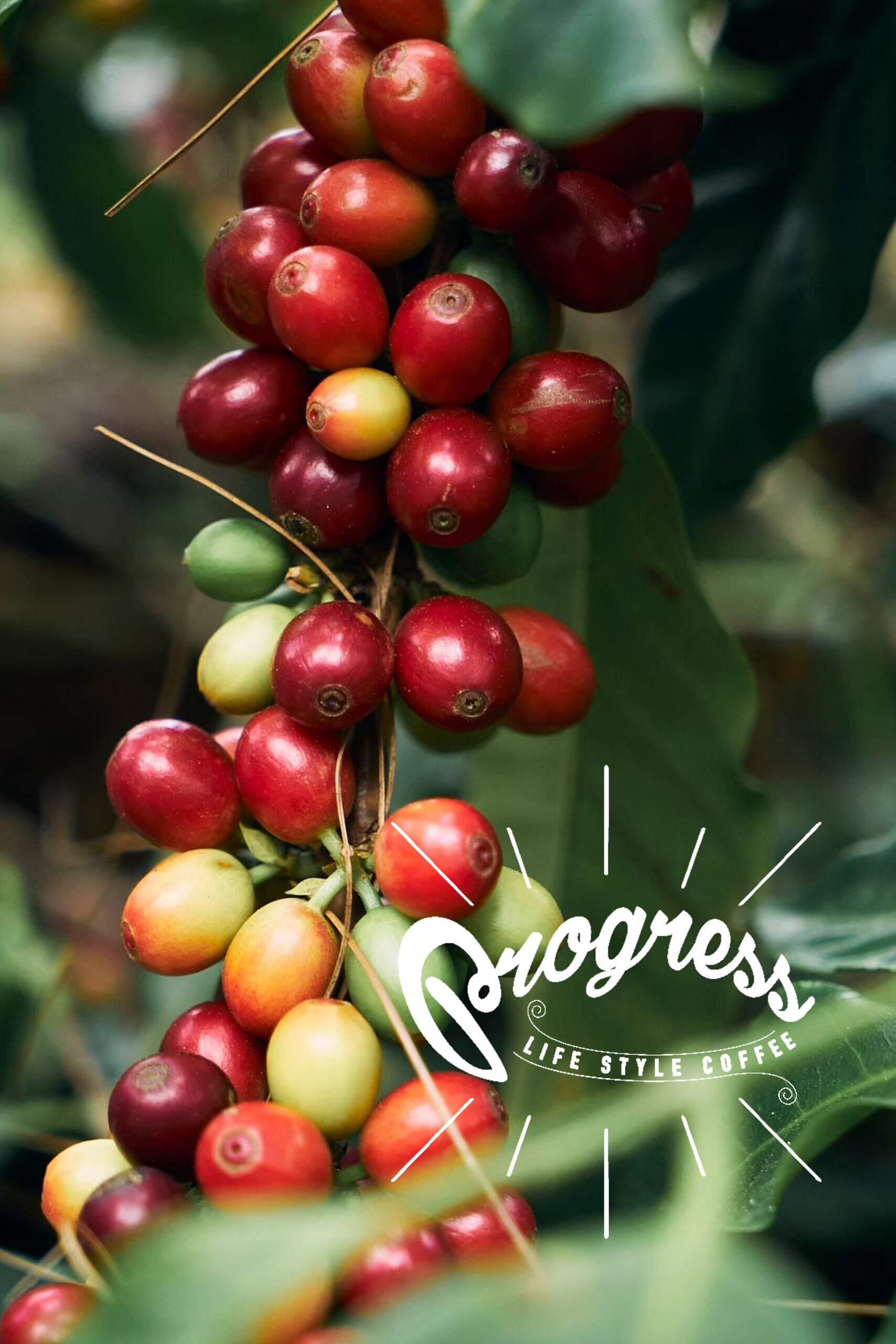 自家焙煎スペシャリティコーヒー豆通販の人気豆アイテム|Progress