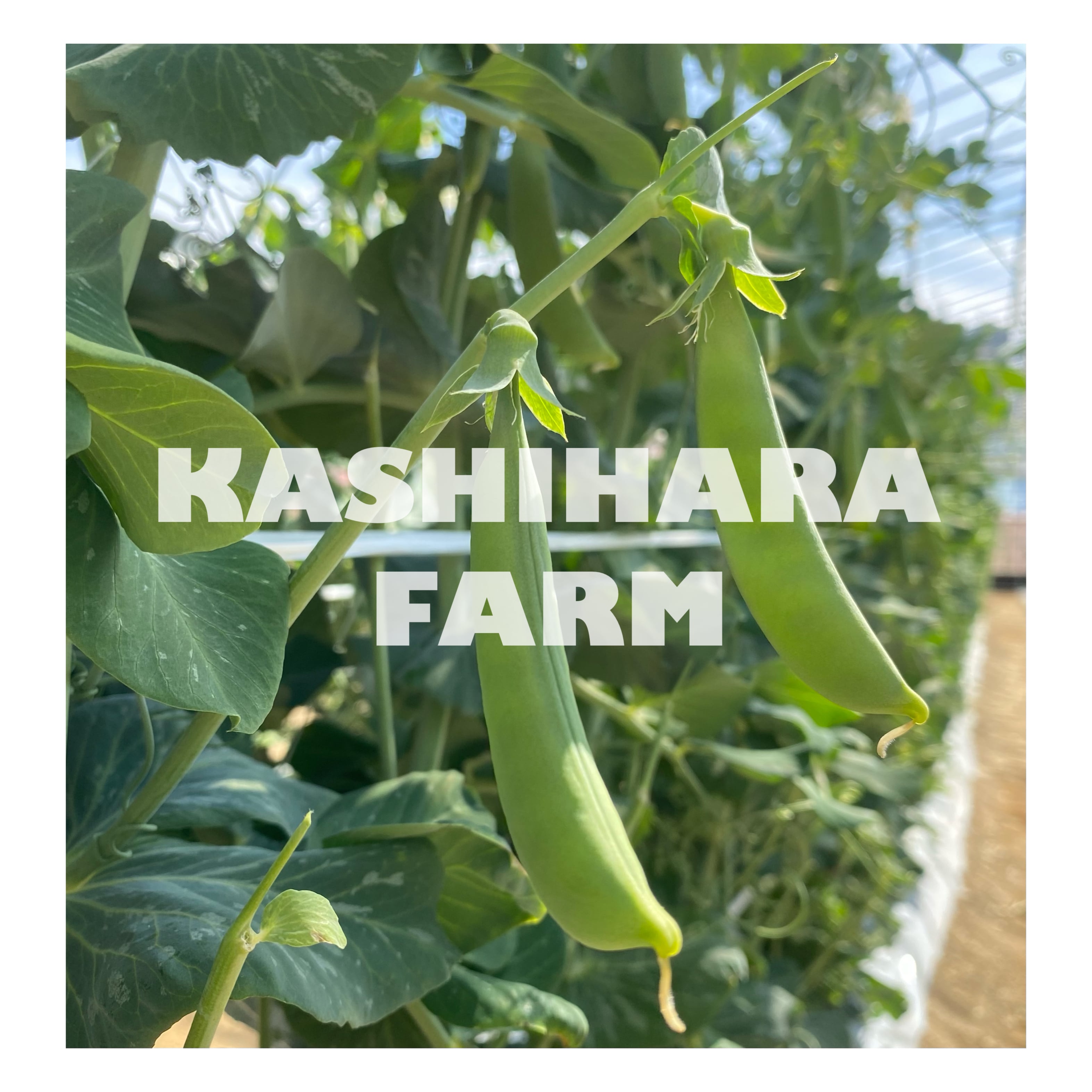 Kashihara farm