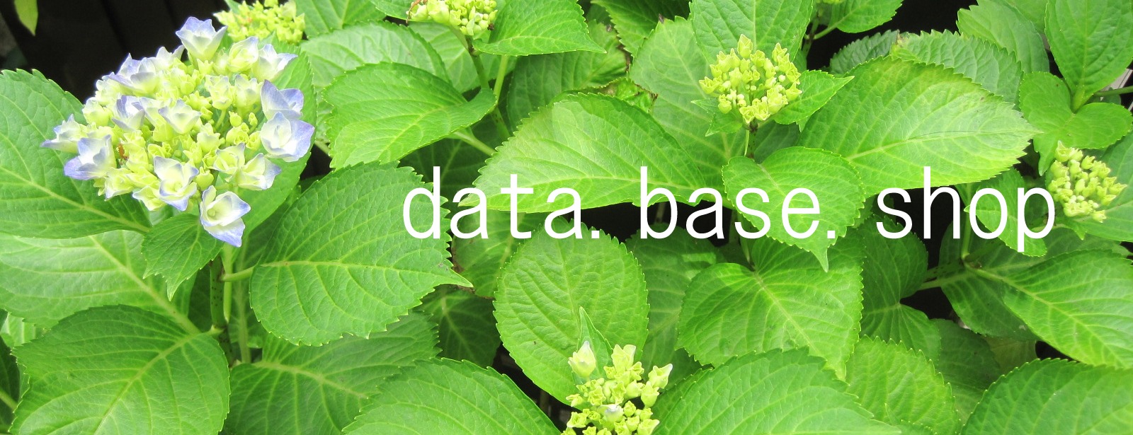 data.base.shop