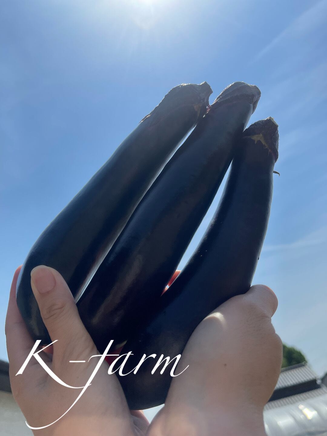 kimura farm 73