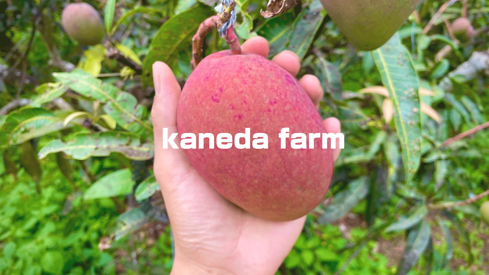 kanedafarm