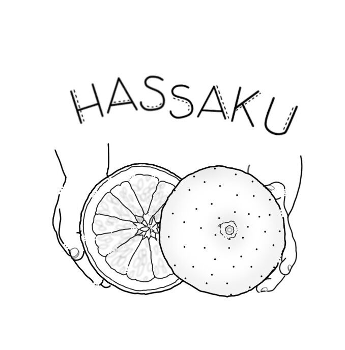 HASSAKU81
