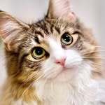 しろあん　でっかい北欧猫オリジナルグッズショップ