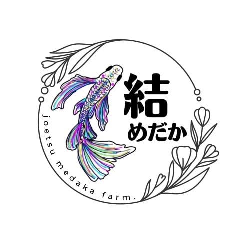 結めだか 