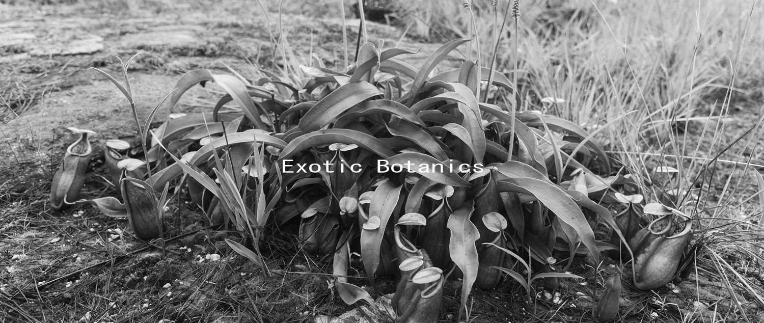 Exotic Botanics