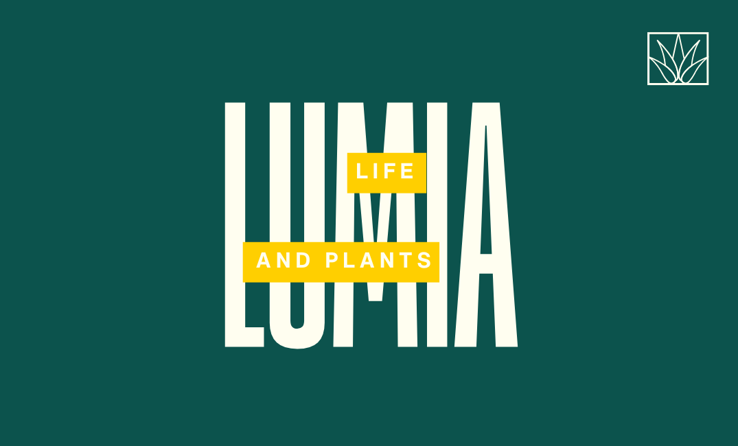LUMIA｜沖縄の植物と枯れない花の店