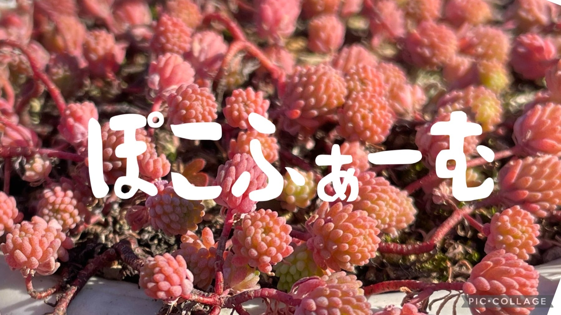 ぽこふぁーむ