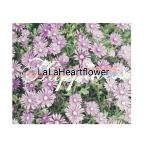 LaLa Heart Flower 【古着とハンドメイドパーツのお店】