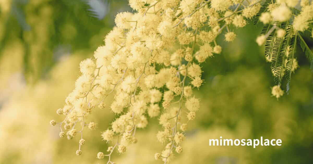 mimosaplace