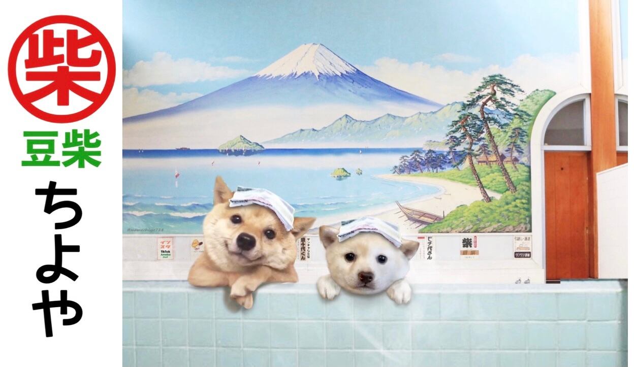 豆柴 ちよや