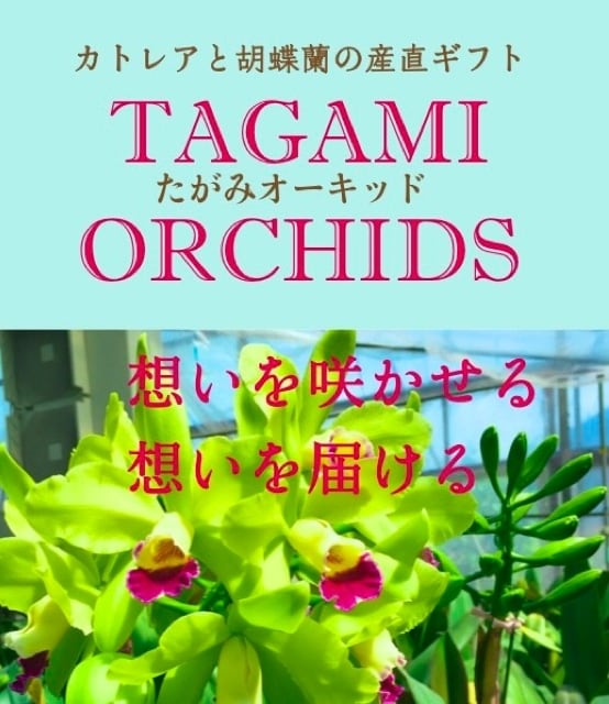 たがみオーキッド/カトレア・胡蝶蘭・産地直送・フラワーギフト・ネット通販