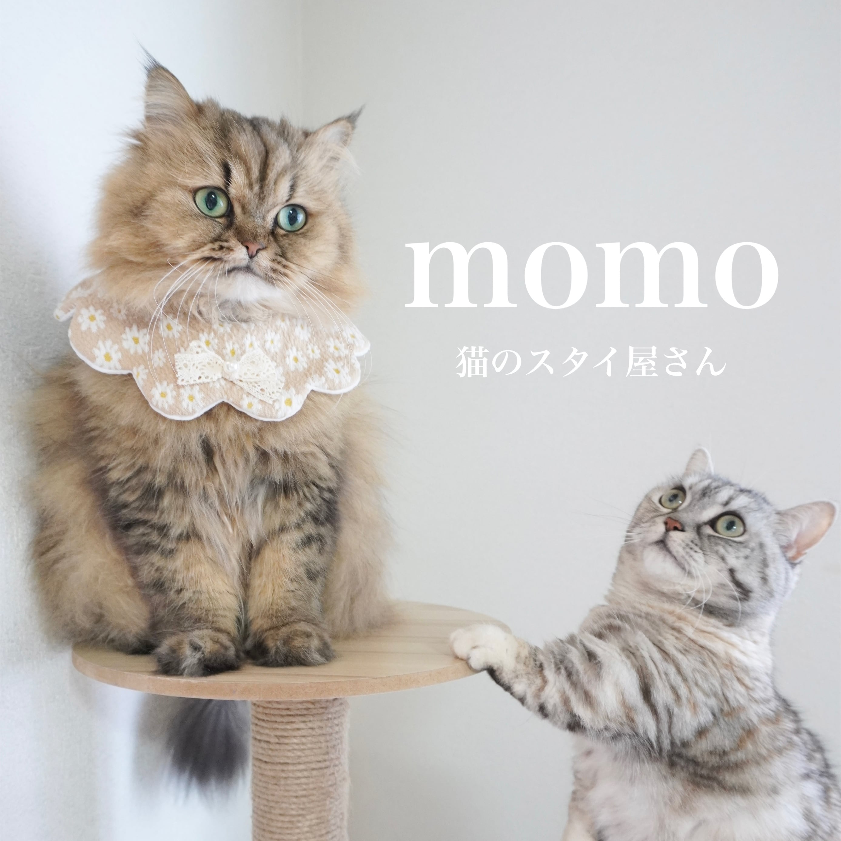 momo