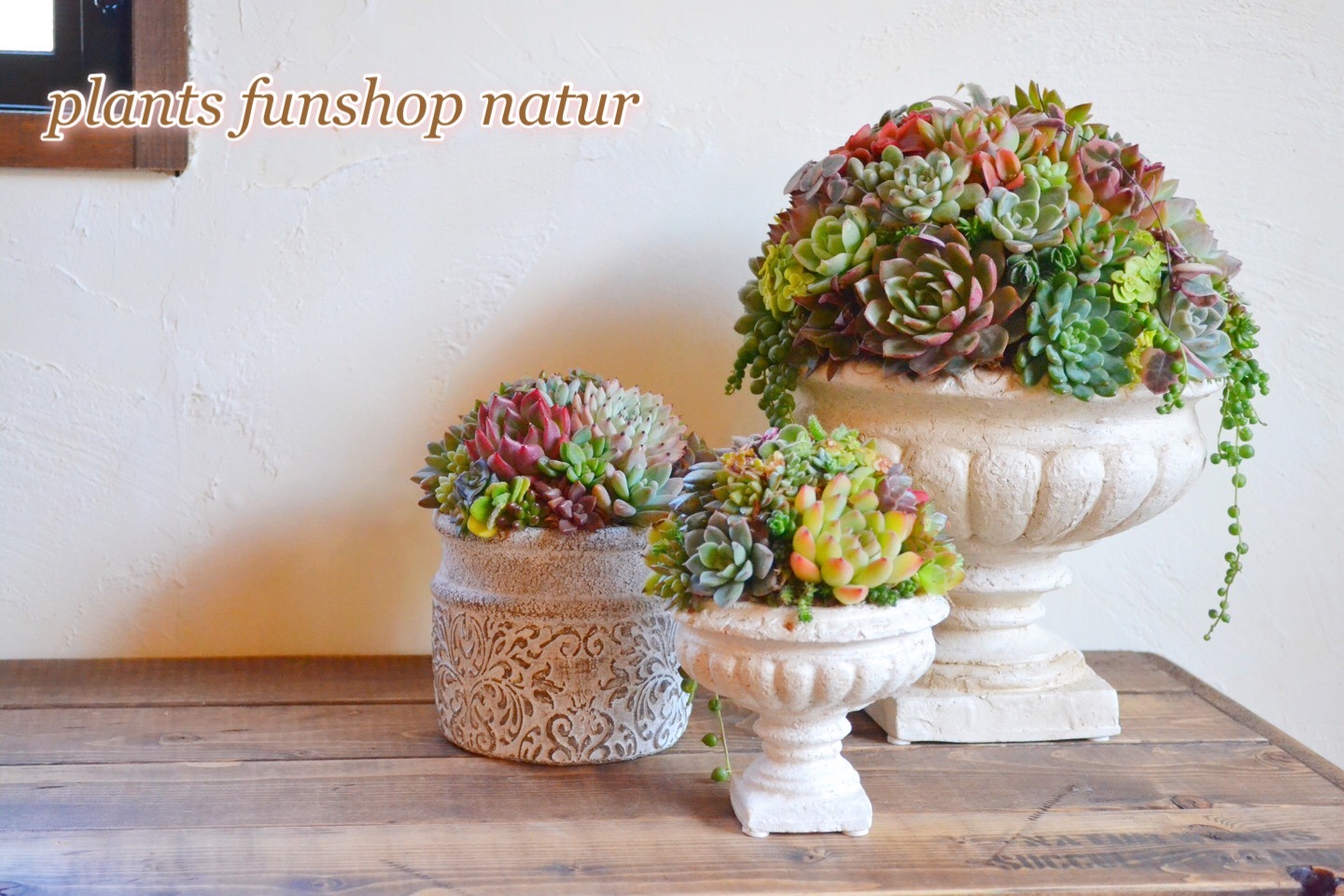 plants funshop natur*ﾅﾁｭﾗ*