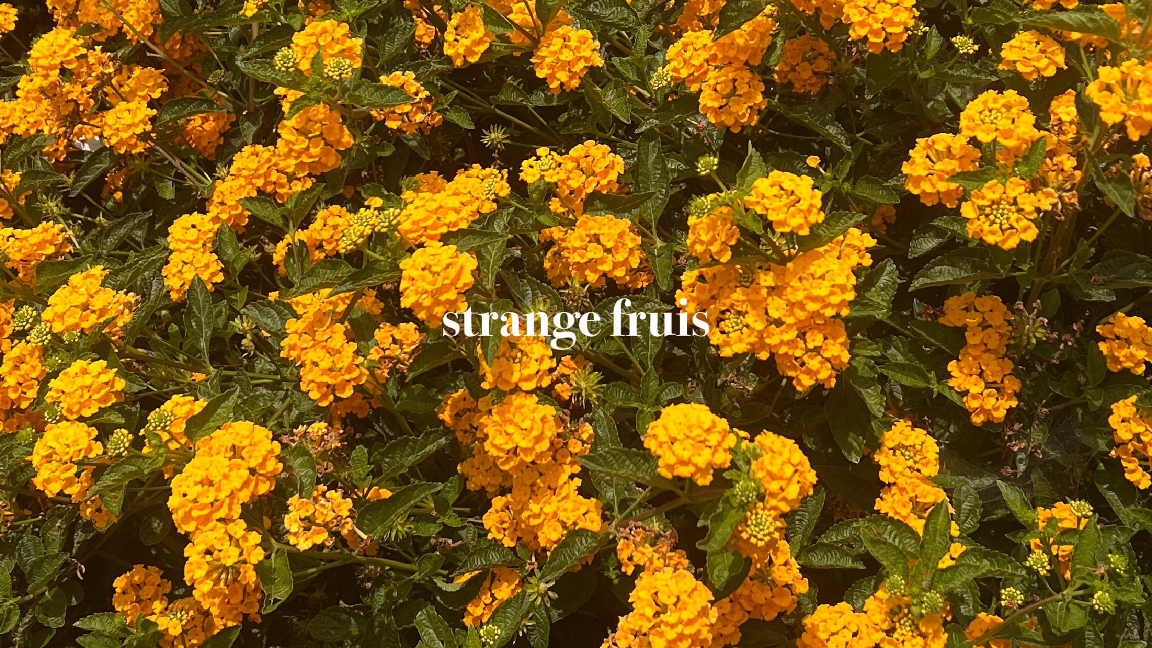 strange fruits