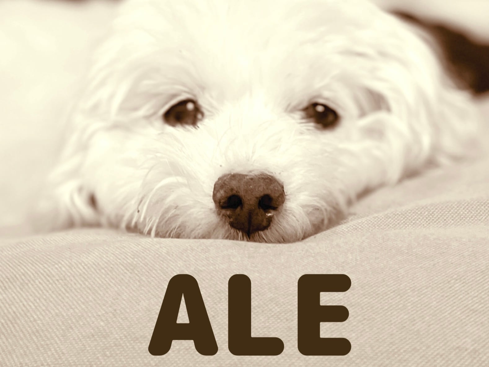 ale dogsalon