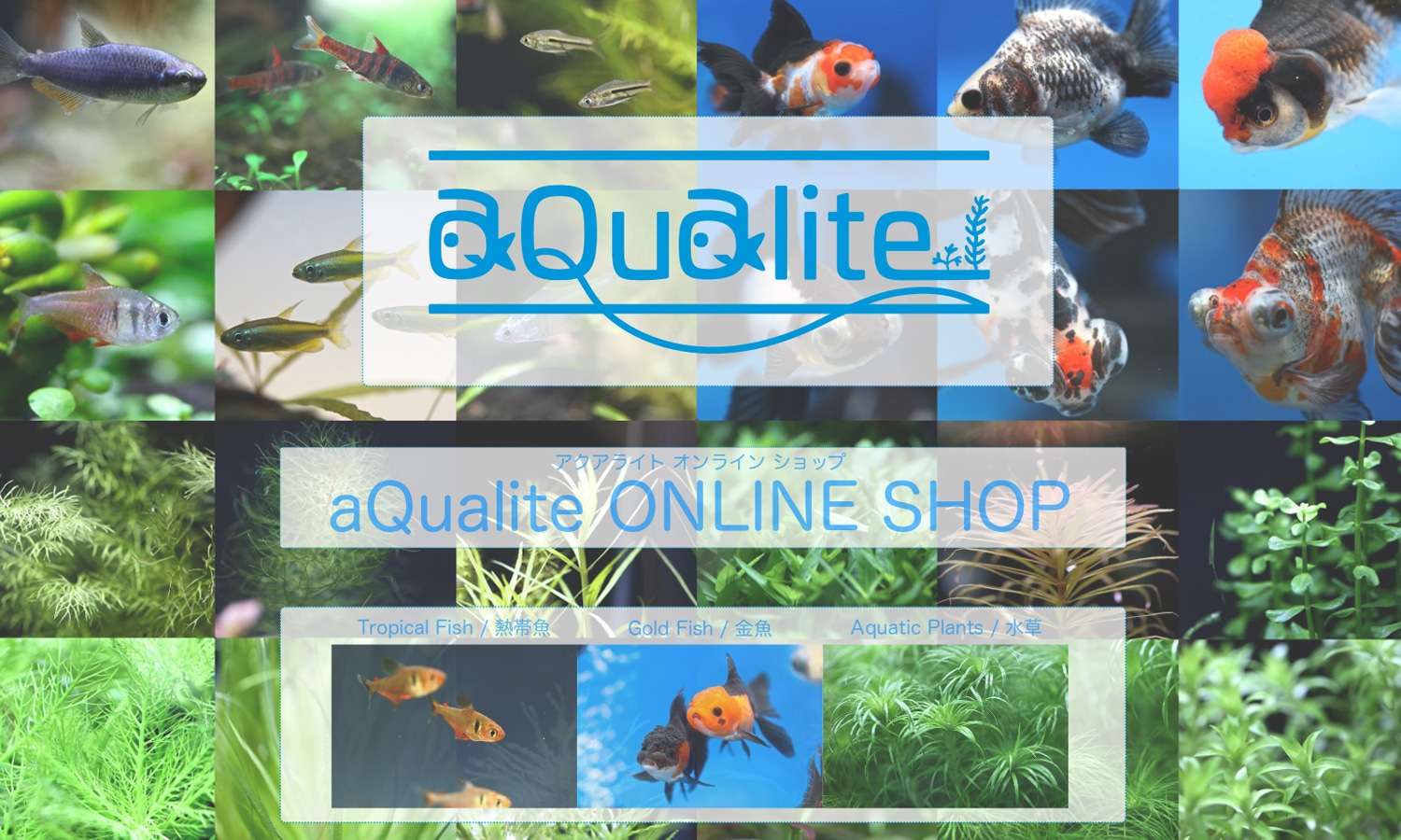 aQualite ONLINE SHOP