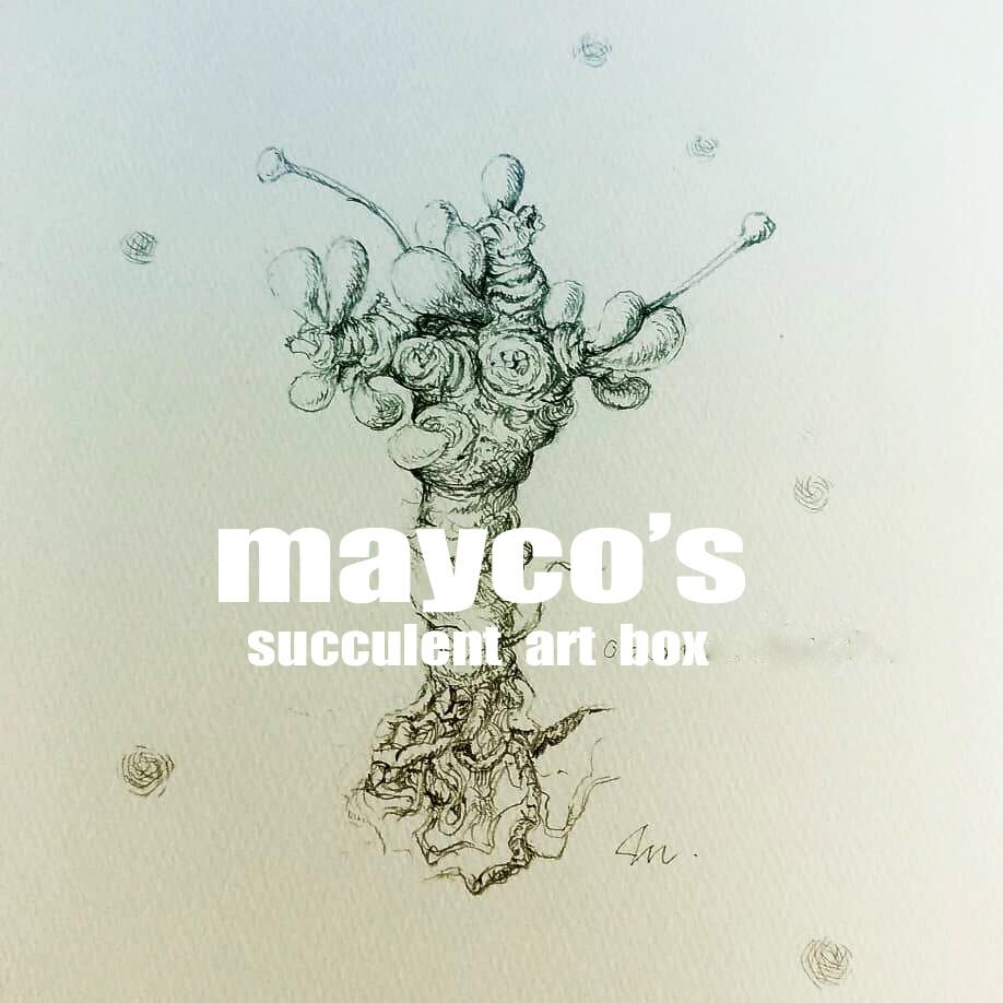 アデニウム・アラビカム 植物画（原画） | 「mayco's succulent