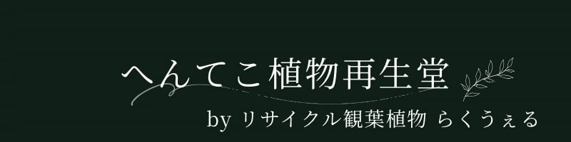 リサイクル観葉植物『らくうぇる』