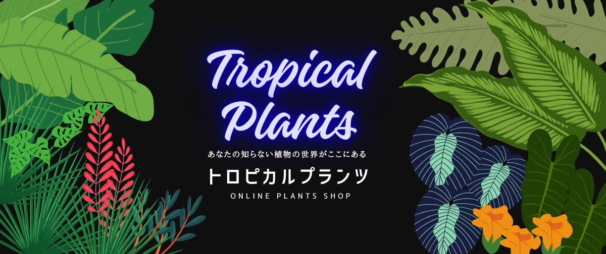 トロピカルプランツ・トロピー　TOROPY