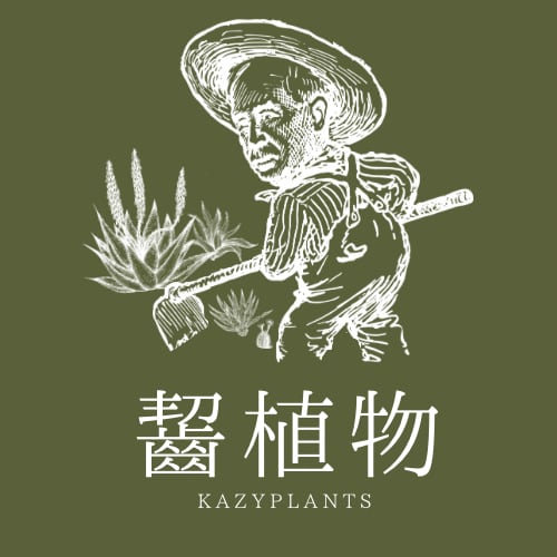 kazycoffee