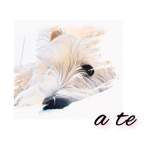 a te(アテ)｜ ドッグウェア 犬服