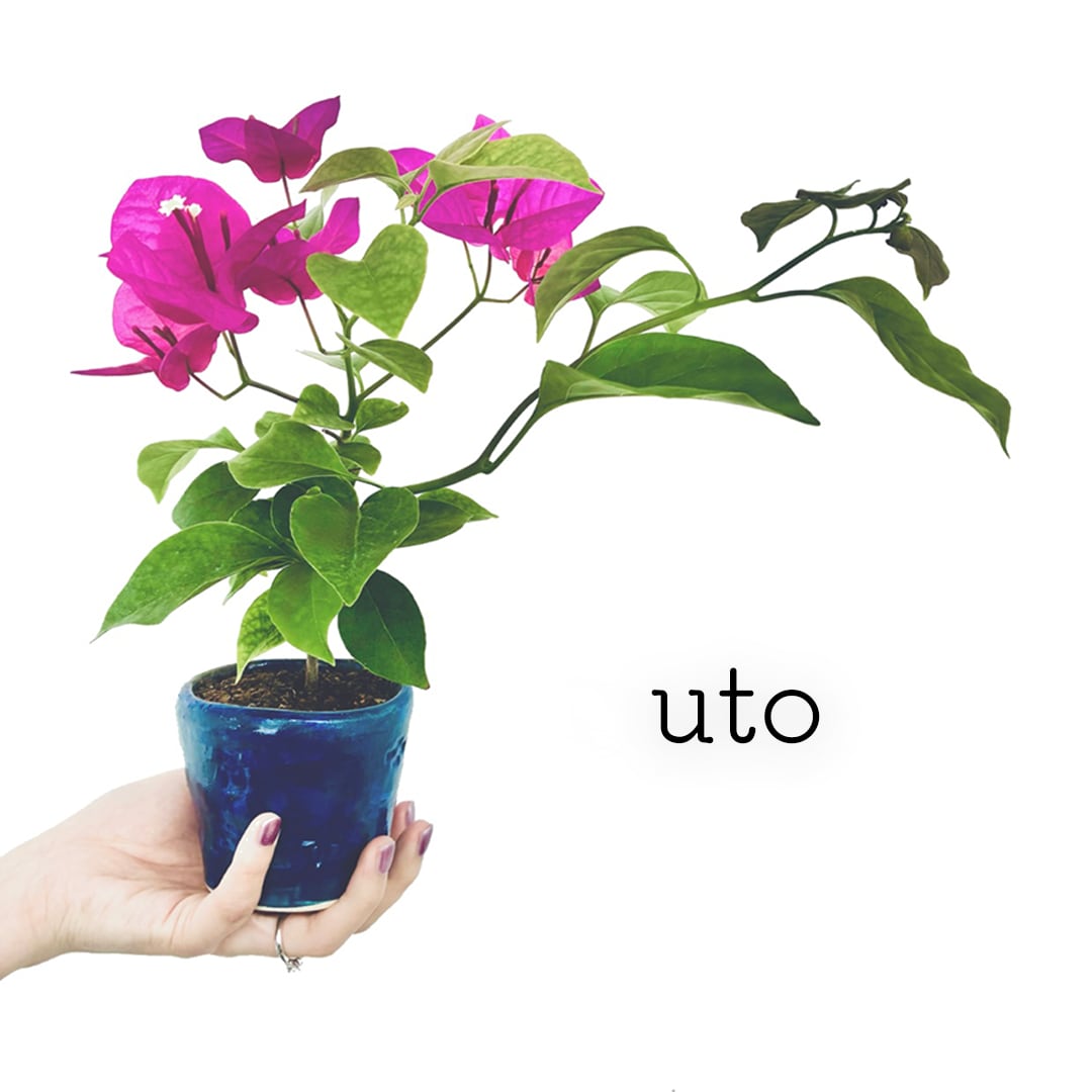 uto