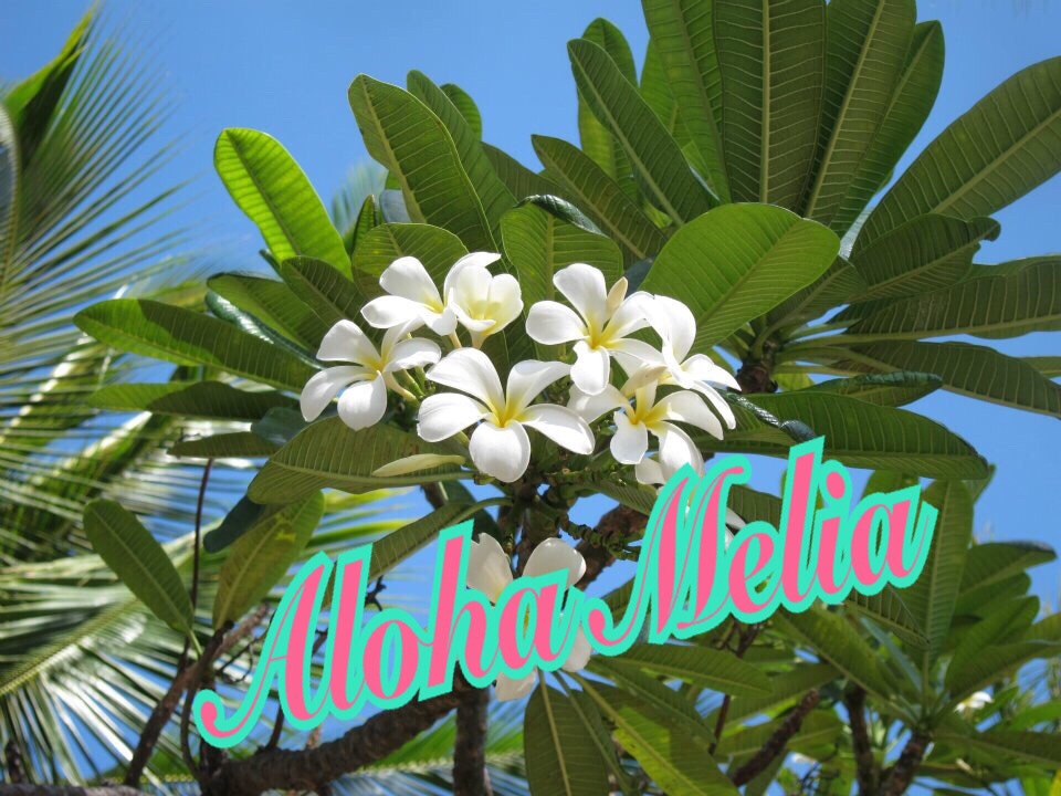 Aloha Melia