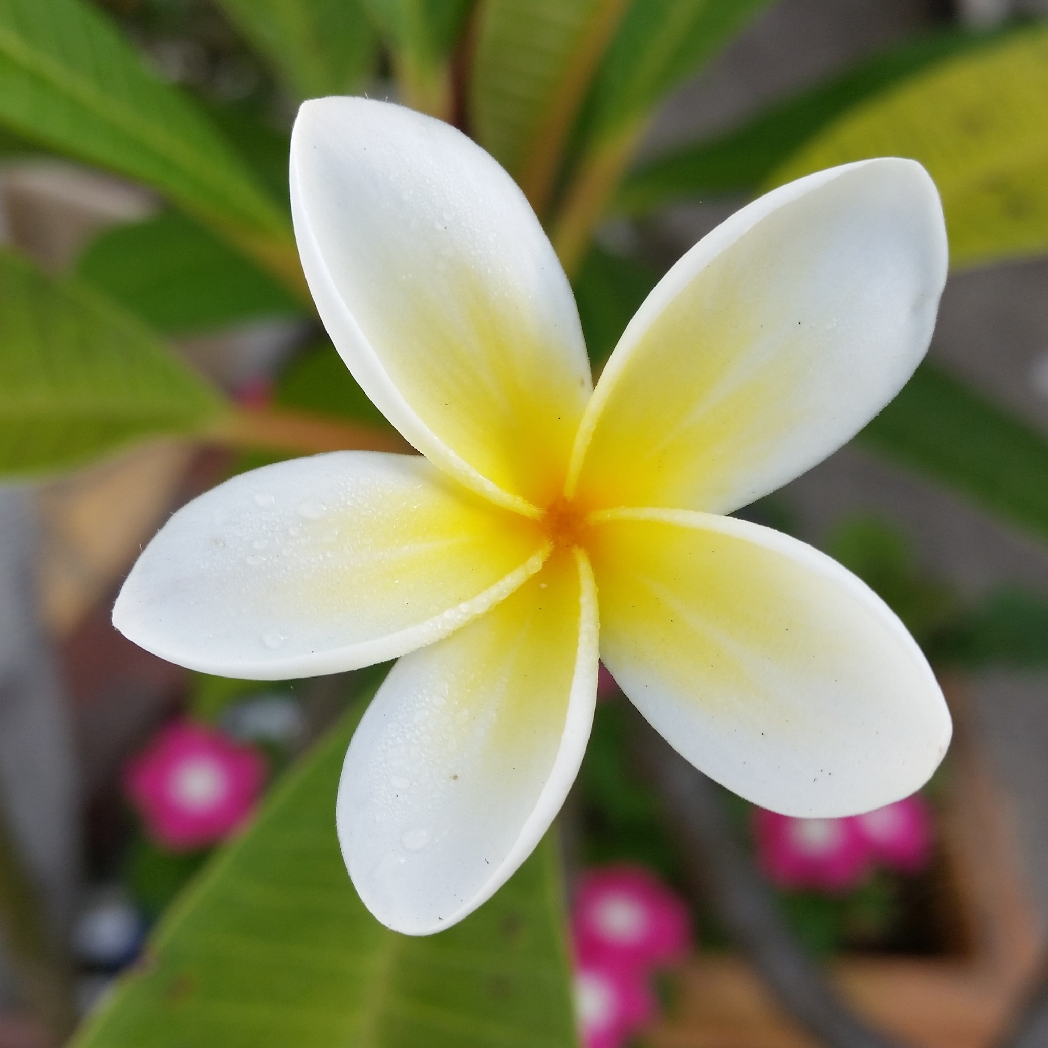 PlUmeria　Designインスタ映えプルメリア