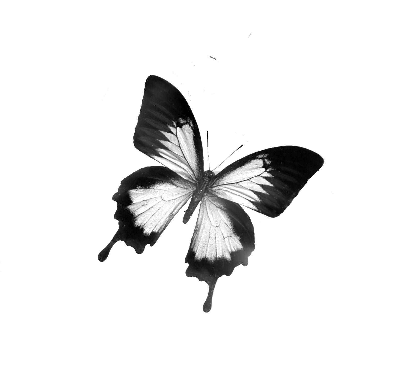 Papilio Ulysses