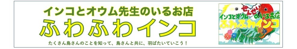 インコとオウム先生のいるお店 ふわふわインコ