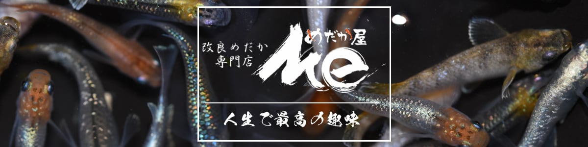 改良めだか専門店 めだか屋Ｍｅ