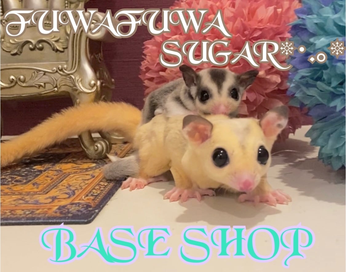 FUWAFUWA SUGAR