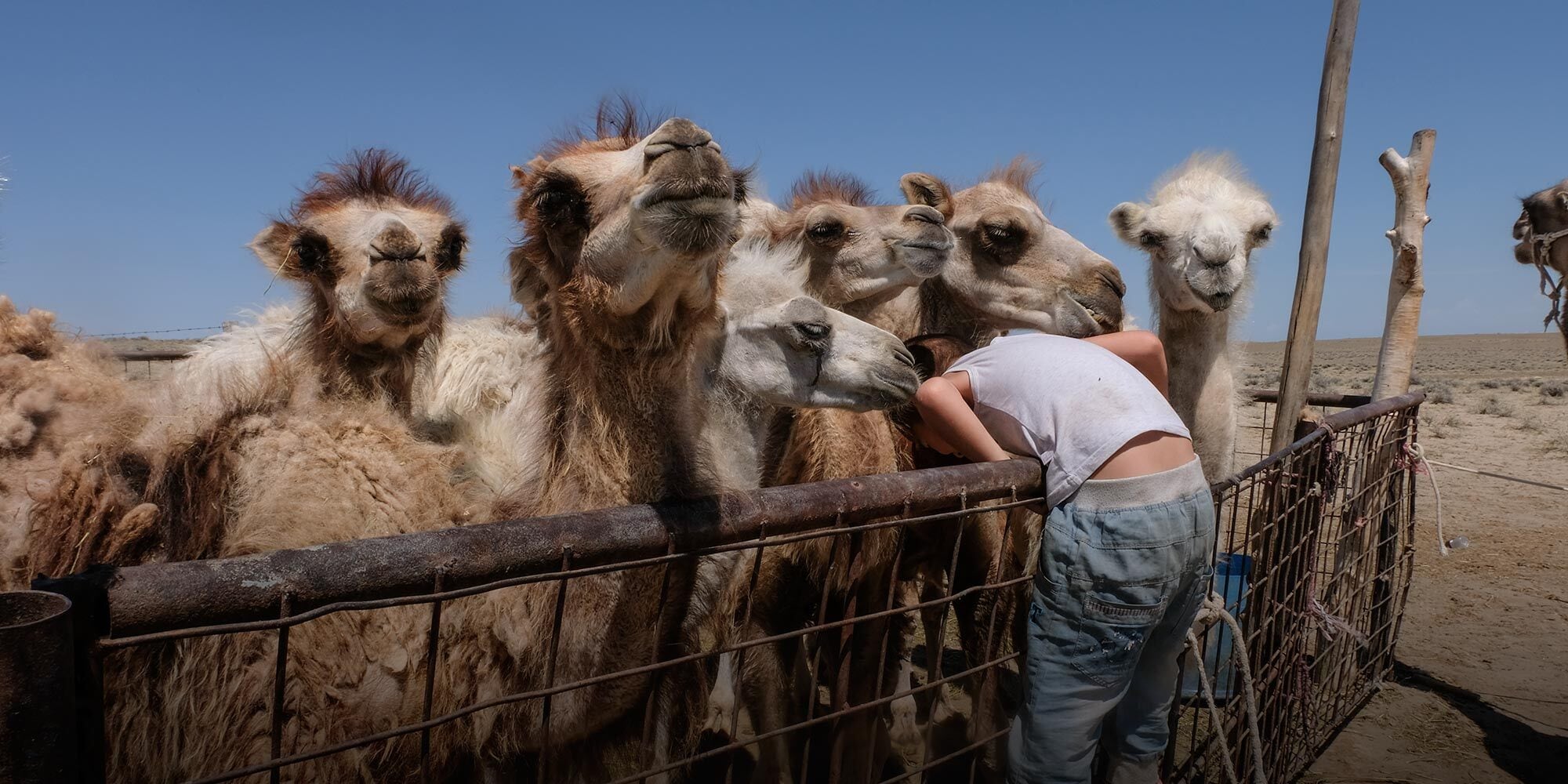 ラクダミルク専門店